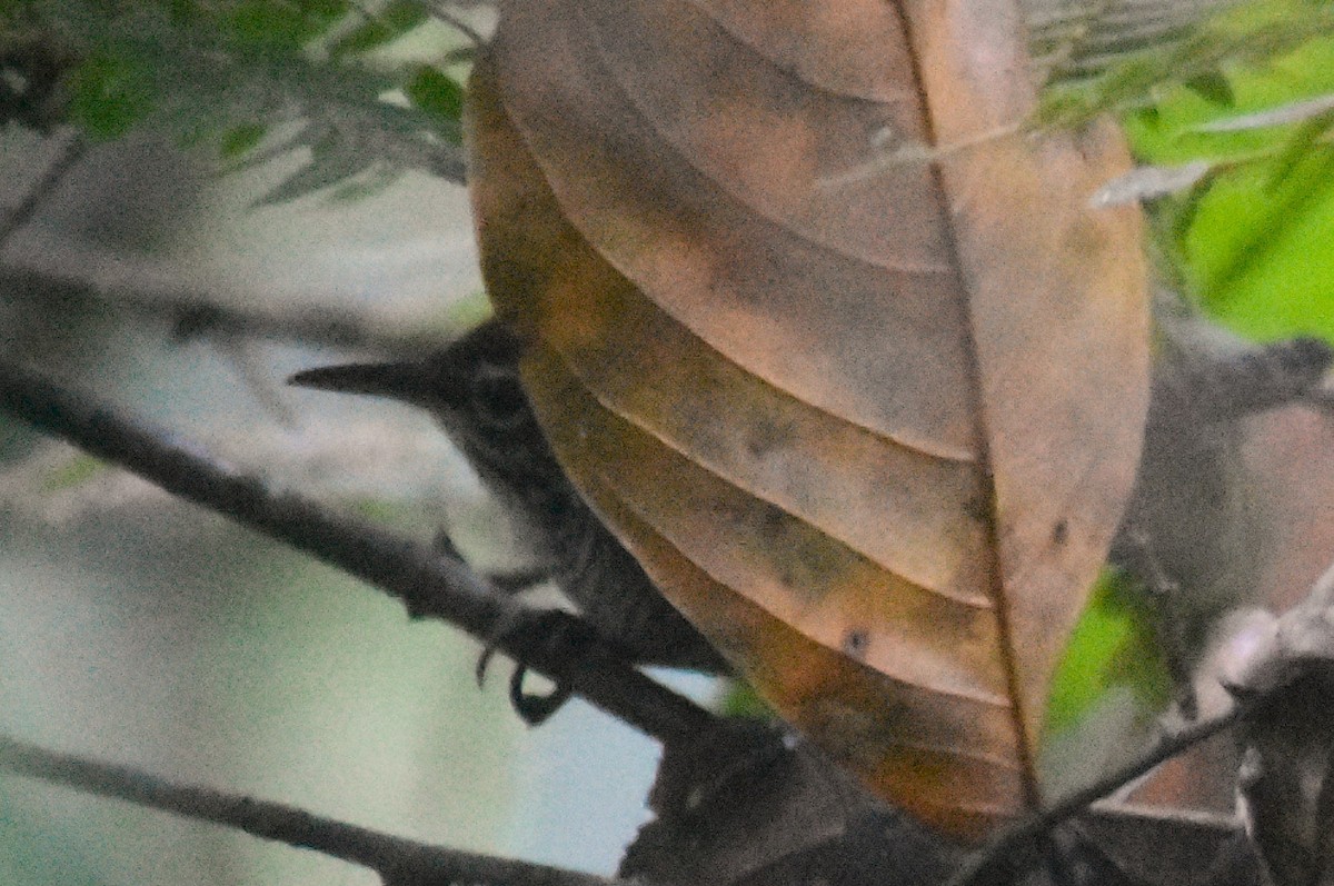 střízlík říční - ML648946132