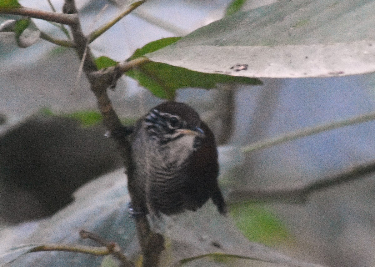 střízlík říční - ML648946133