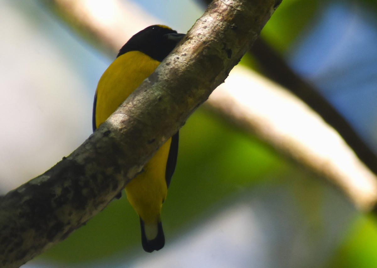 libohlásek křovištní - ML648946167