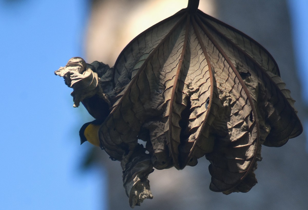 libohlásek křovištní - ML648946168