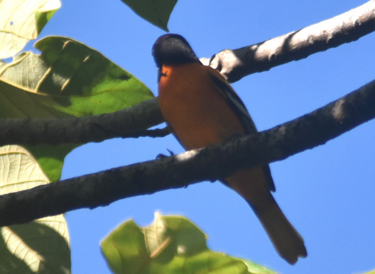 trupiál baltimorský - ML648946181