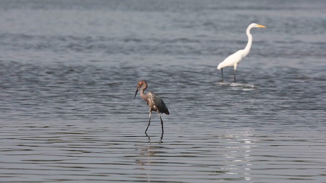 Reddish Egret - ML648946242