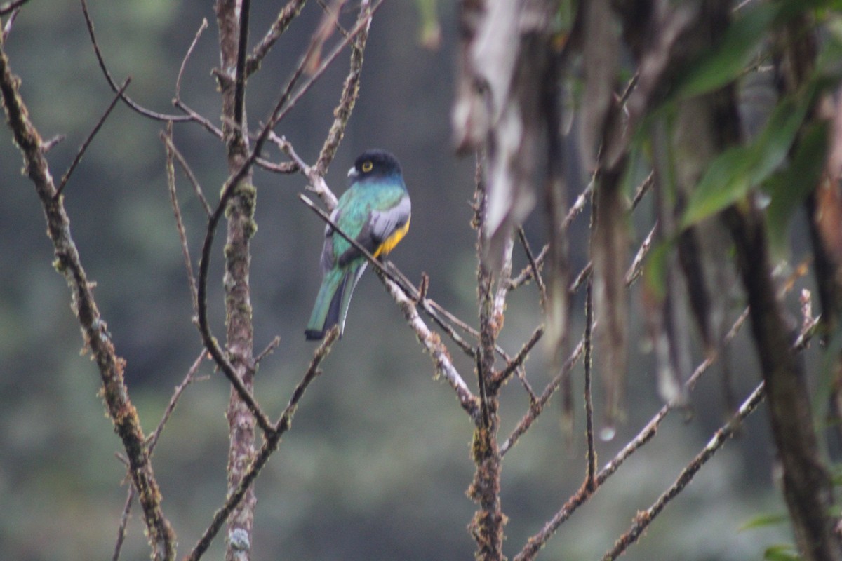 trogon podvazkový - ML648946581