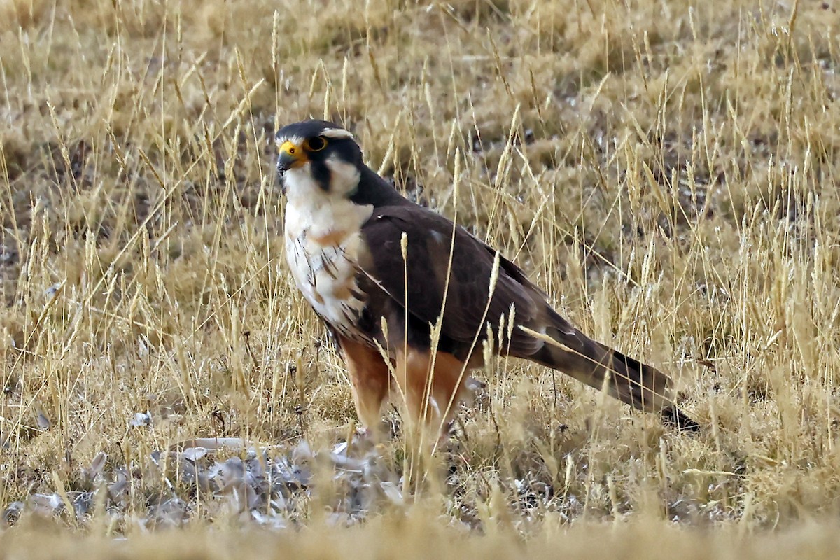 オナガハヤブサ - ML648946651