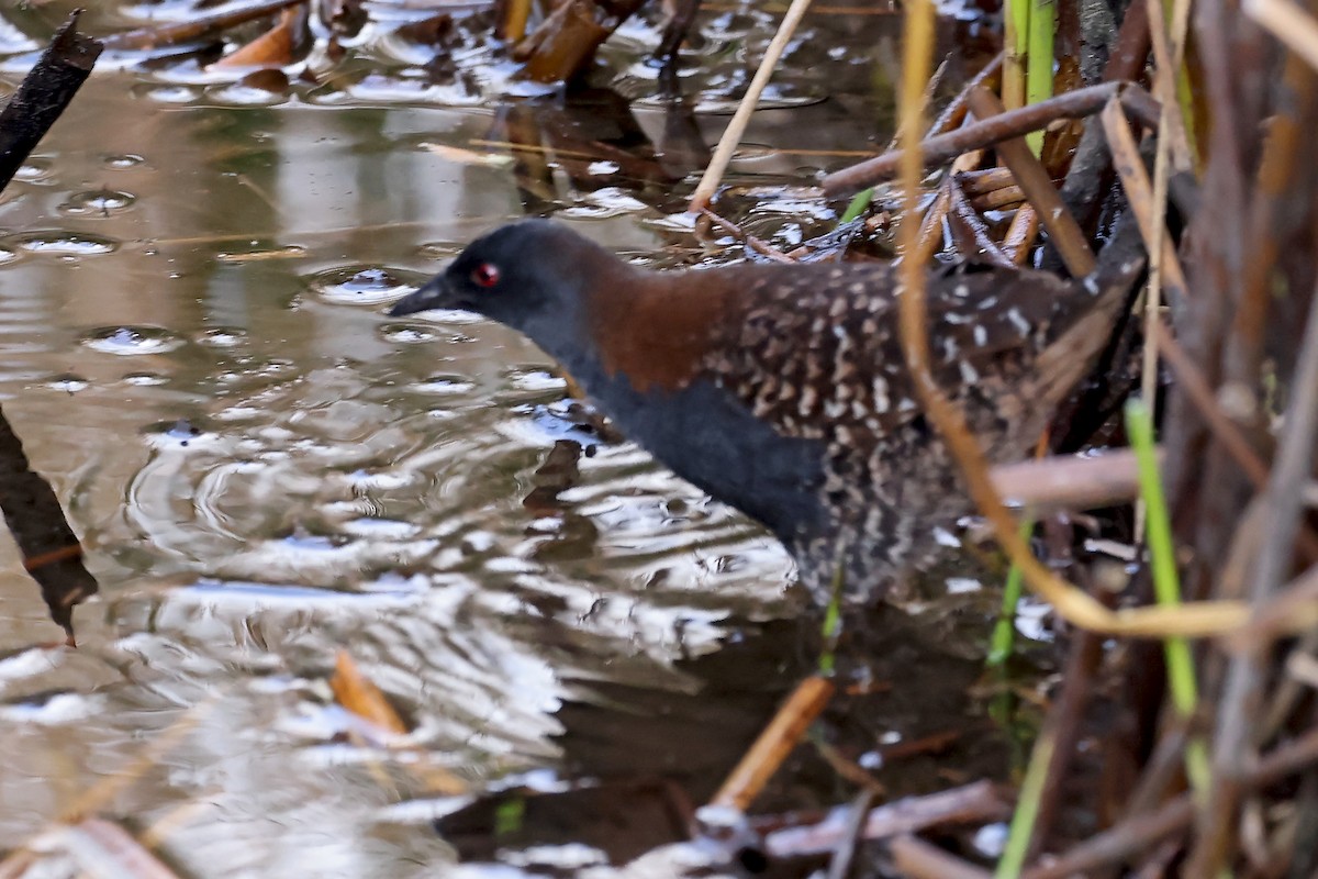 クロコビトクイナ - ML648946669