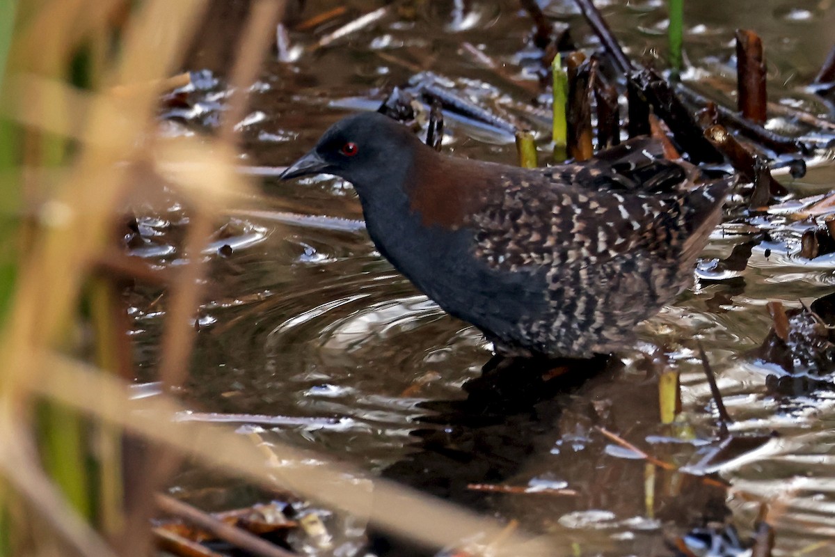 クロコビトクイナ - ML648946684