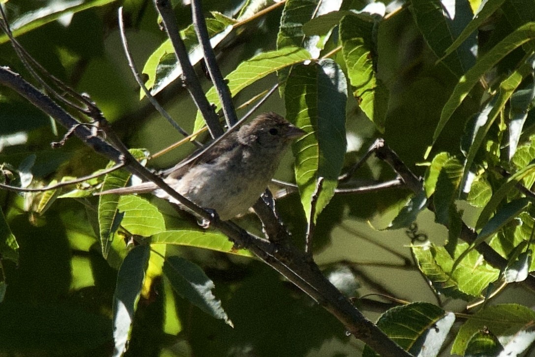 Indigo Bunting - ML648946767