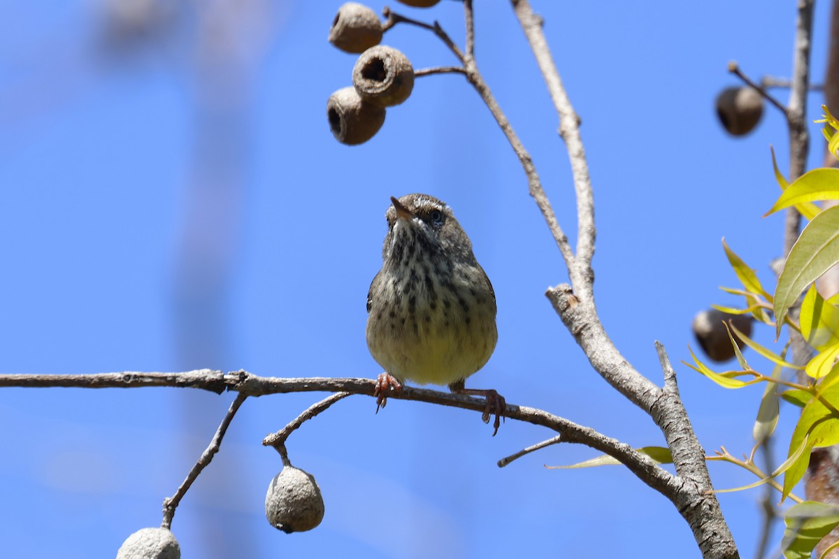 Spotted Scrubwren - ML648946833