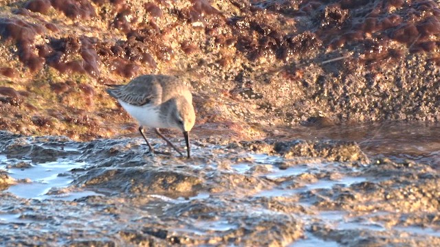 黑腹濱鷸 - ML648946858
