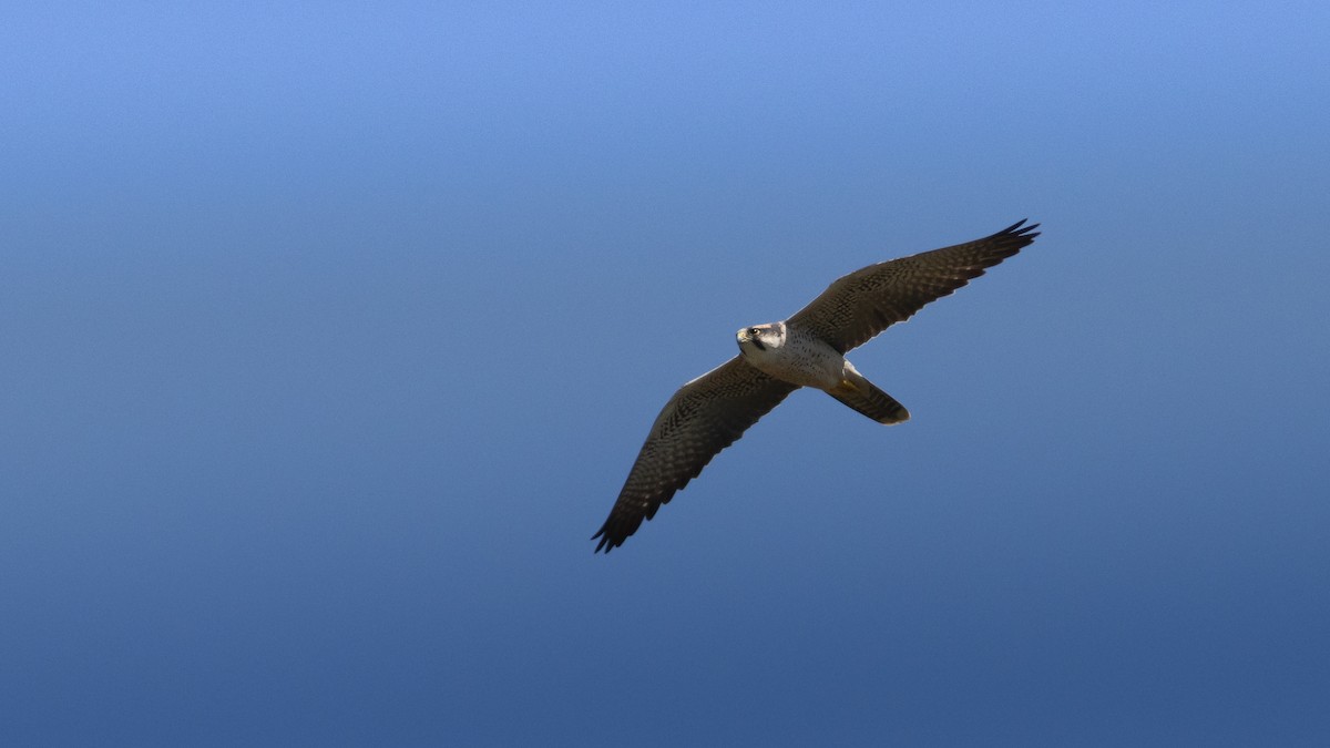 Lanner Falcon - ML648946881