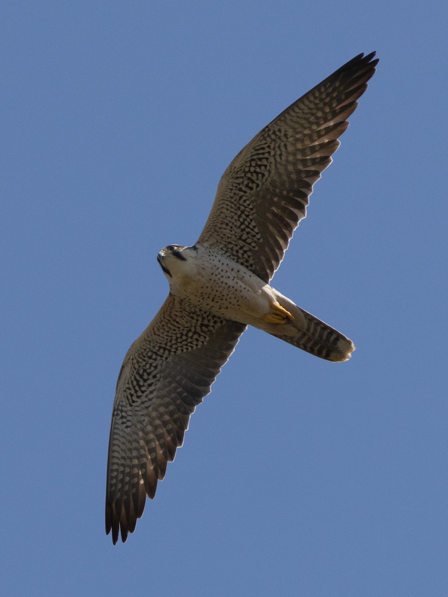 Lanner Falcon - ML648946882