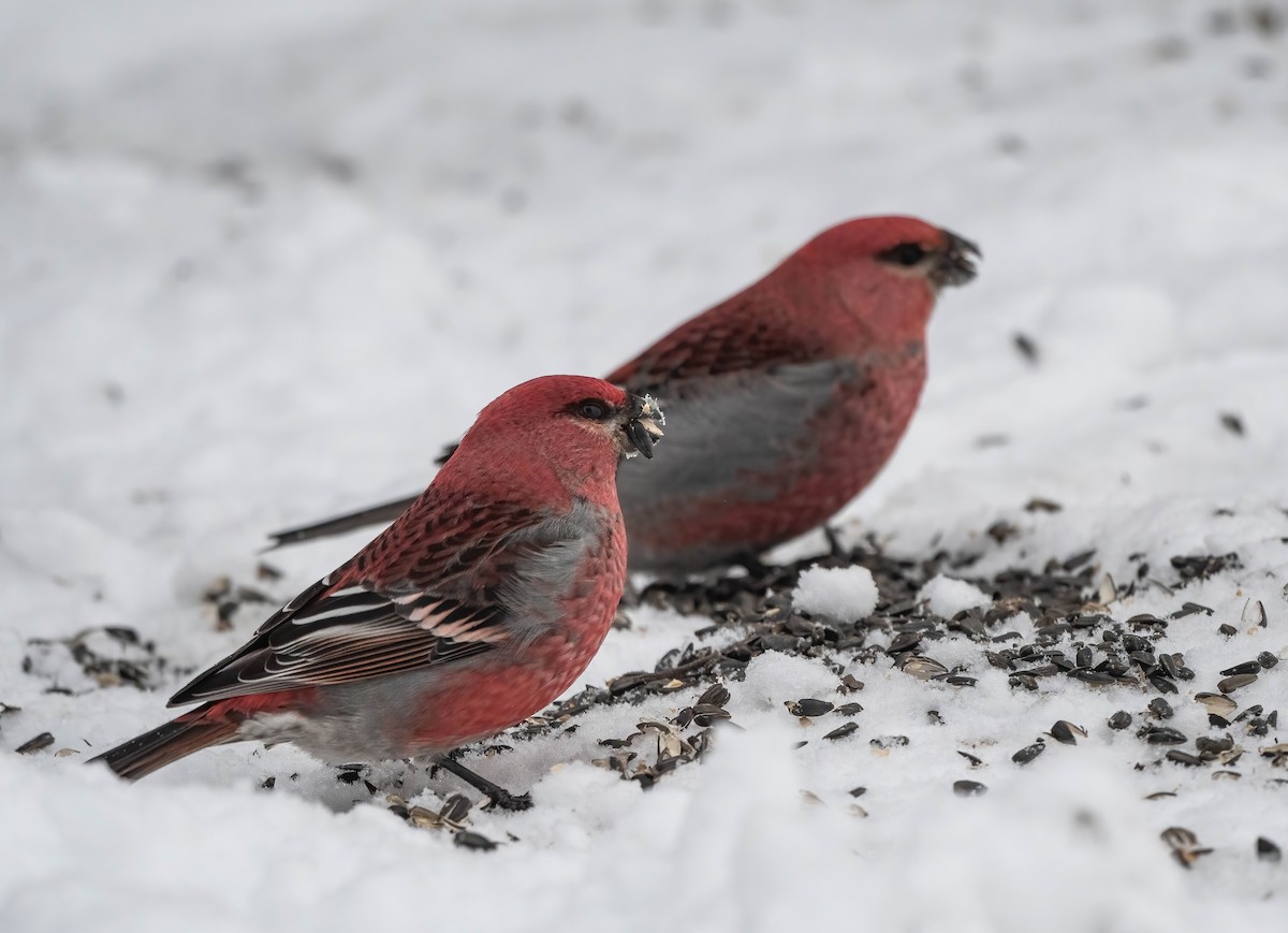 Pine Grosbeak - ML648946905