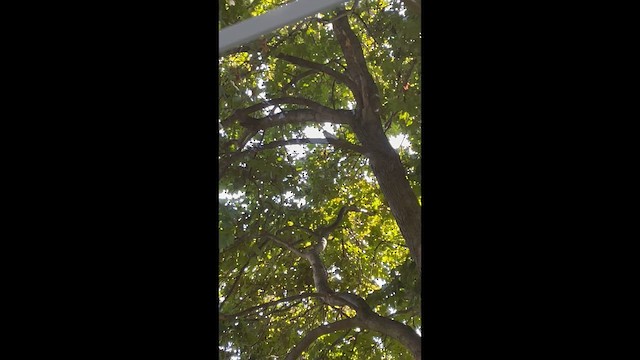 Hairy Woodpecker - ML648946941