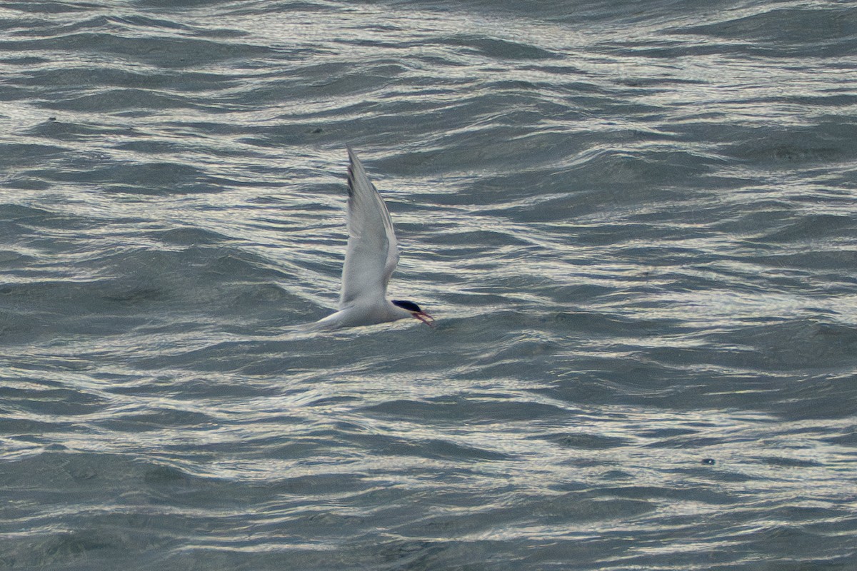 South American Tern - ML648946962