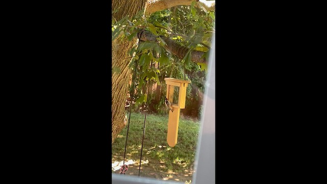 Downy Woodpecker - ML648946984