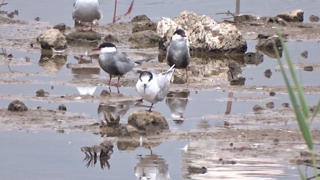 紅燕鷗 - ML648947165