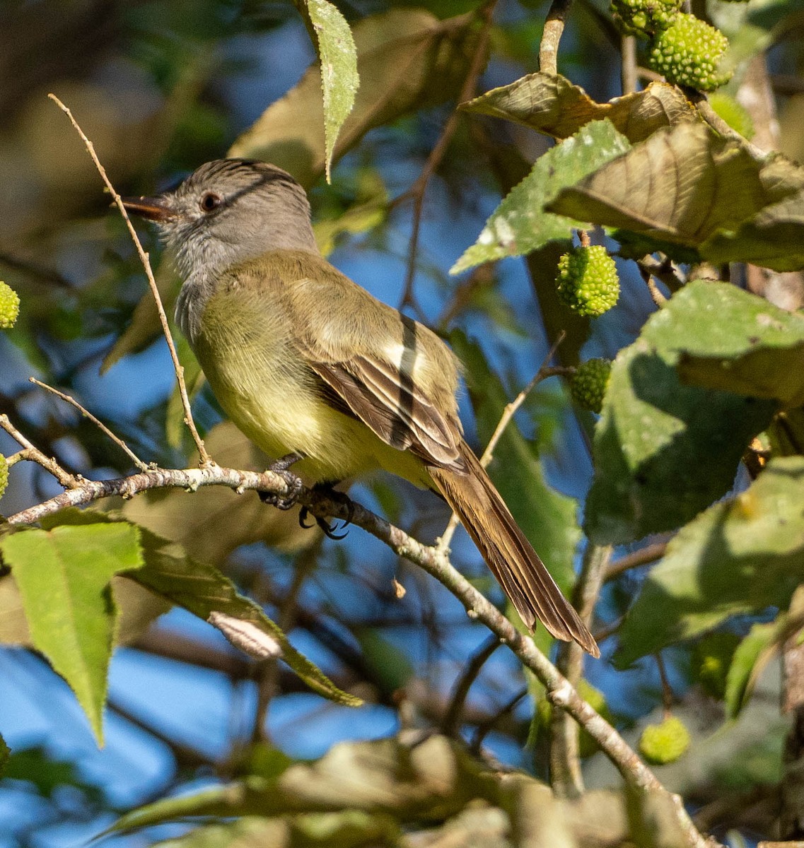 Panama Flycatcher - ML648947253