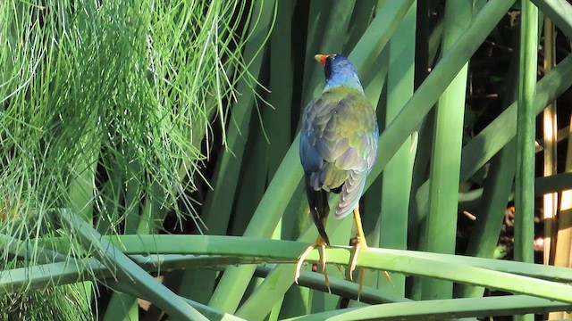 Purple Gallinule - ML648947264