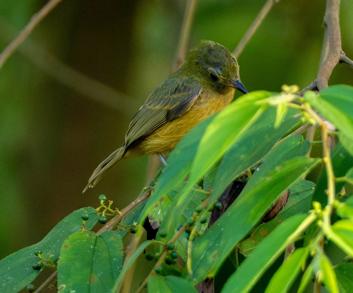 Ochre-bellied Flycatcher - ML648947271