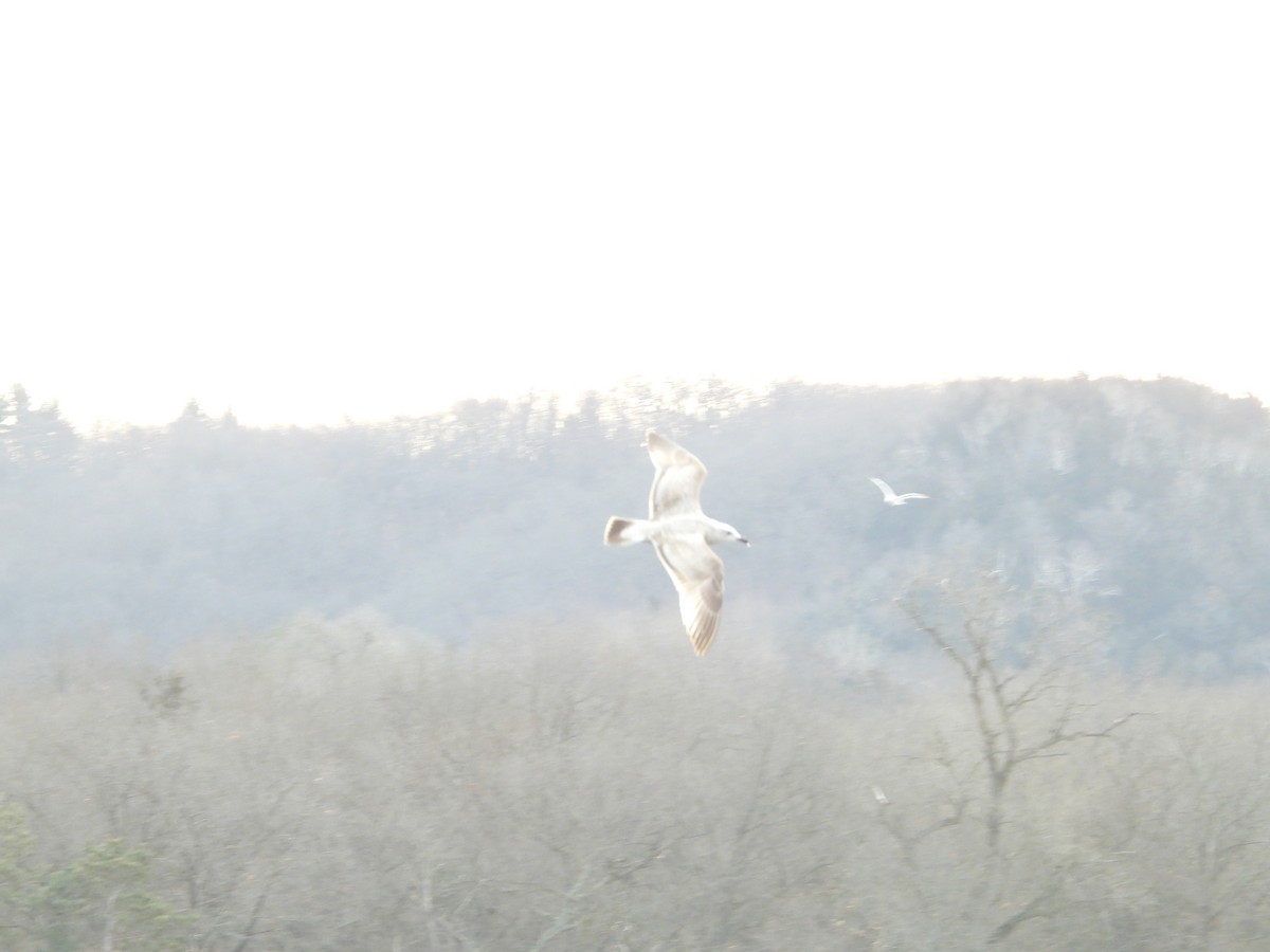 Мартин гренландський (підвид thayeri) - ML648947316