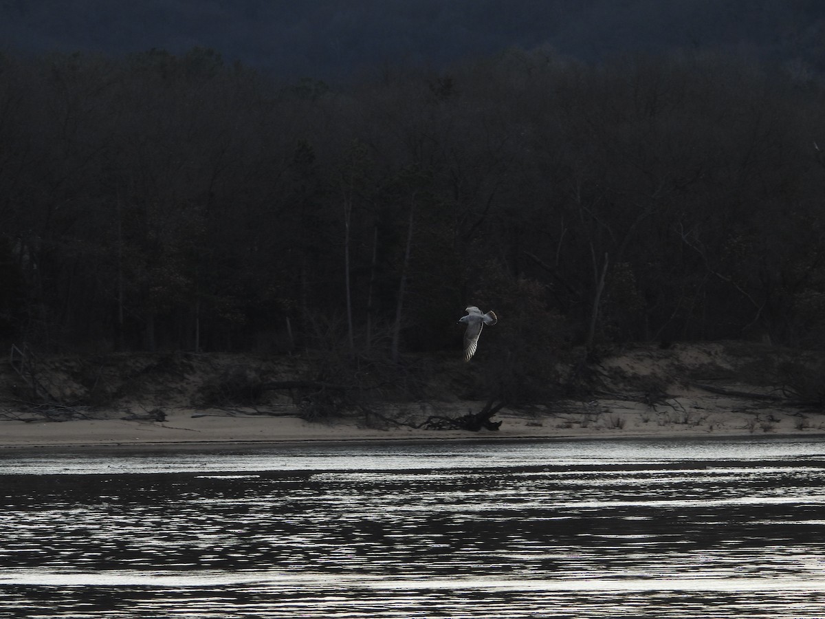 Мартин гренландський (підвид thayeri) - ML648947317