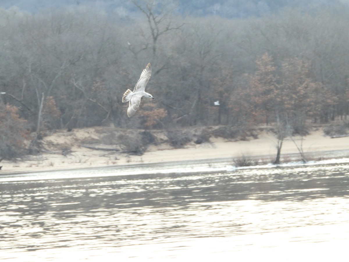 Мартин гренландський (підвид thayeri) - ML648947318