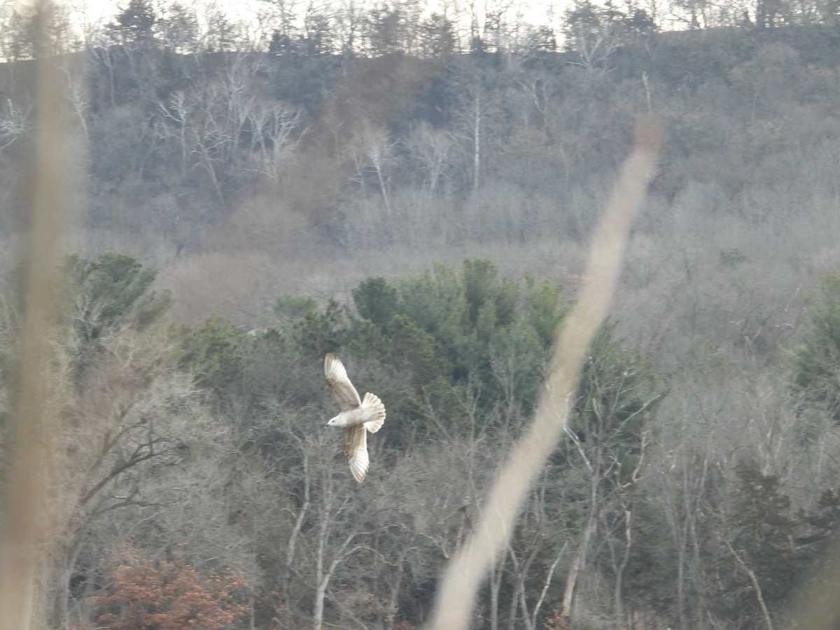Мартин гренландський (підвид thayeri) - ML648947319