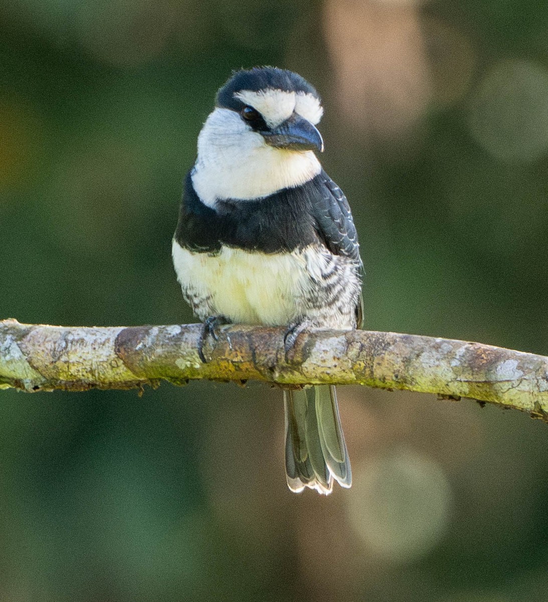 White-necked Puffbird - ML648947347