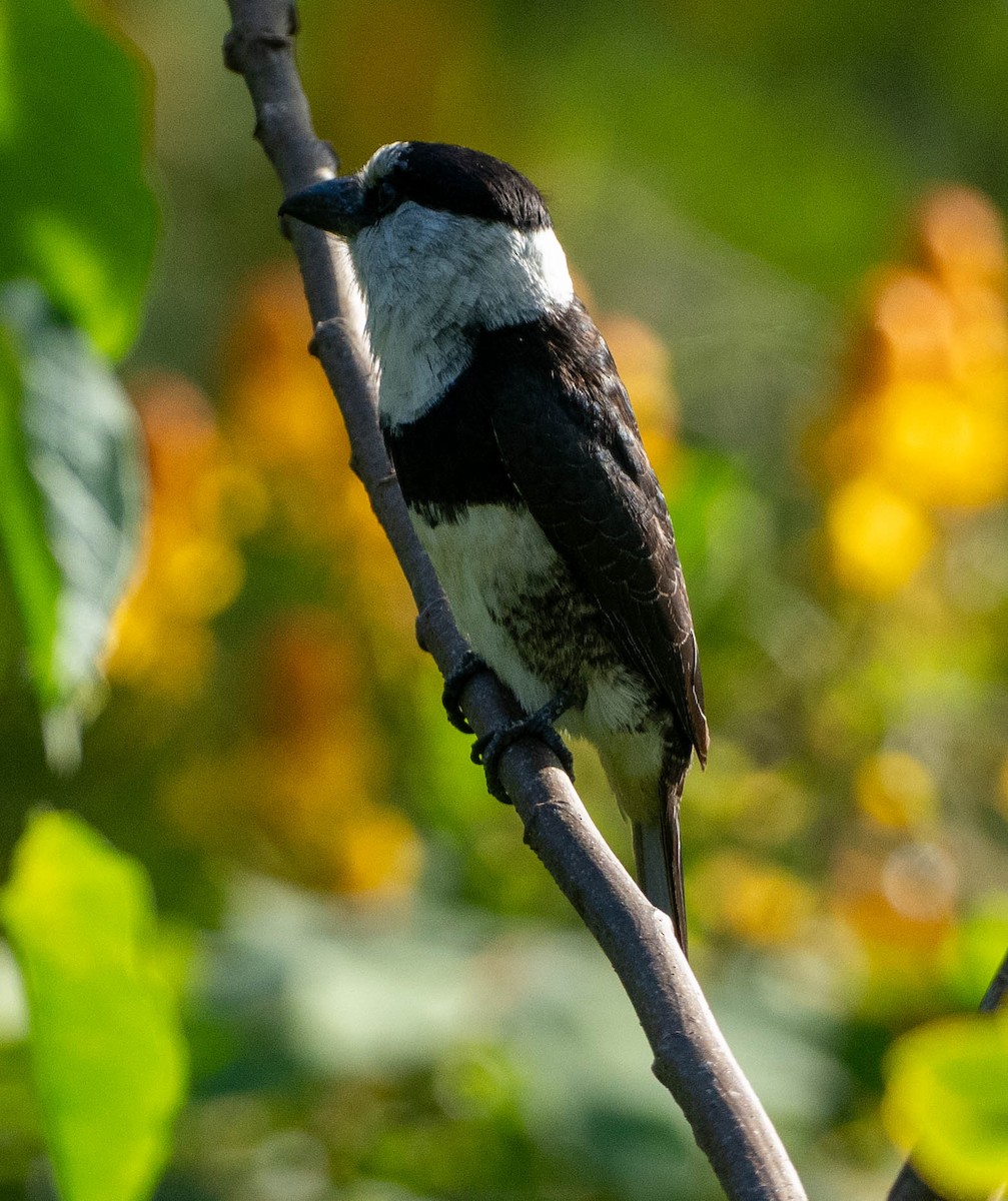 White-necked Puffbird - ML648947348