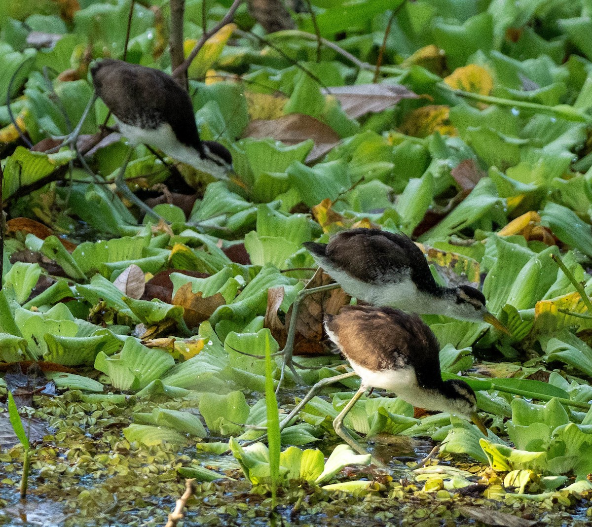 Wattled Jacana (Black-backed) - ML648947442