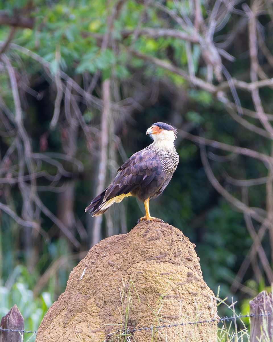 Crested Caracara - ML648947481