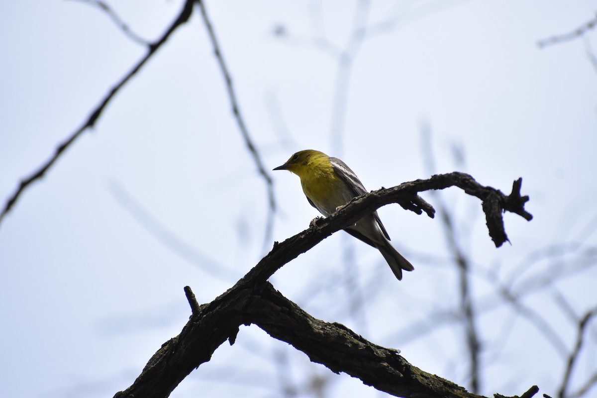 Pine Warbler - ML648947482