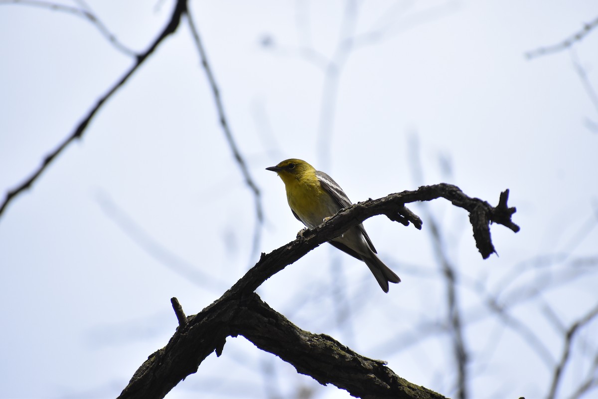 Pine Warbler - ML648947483