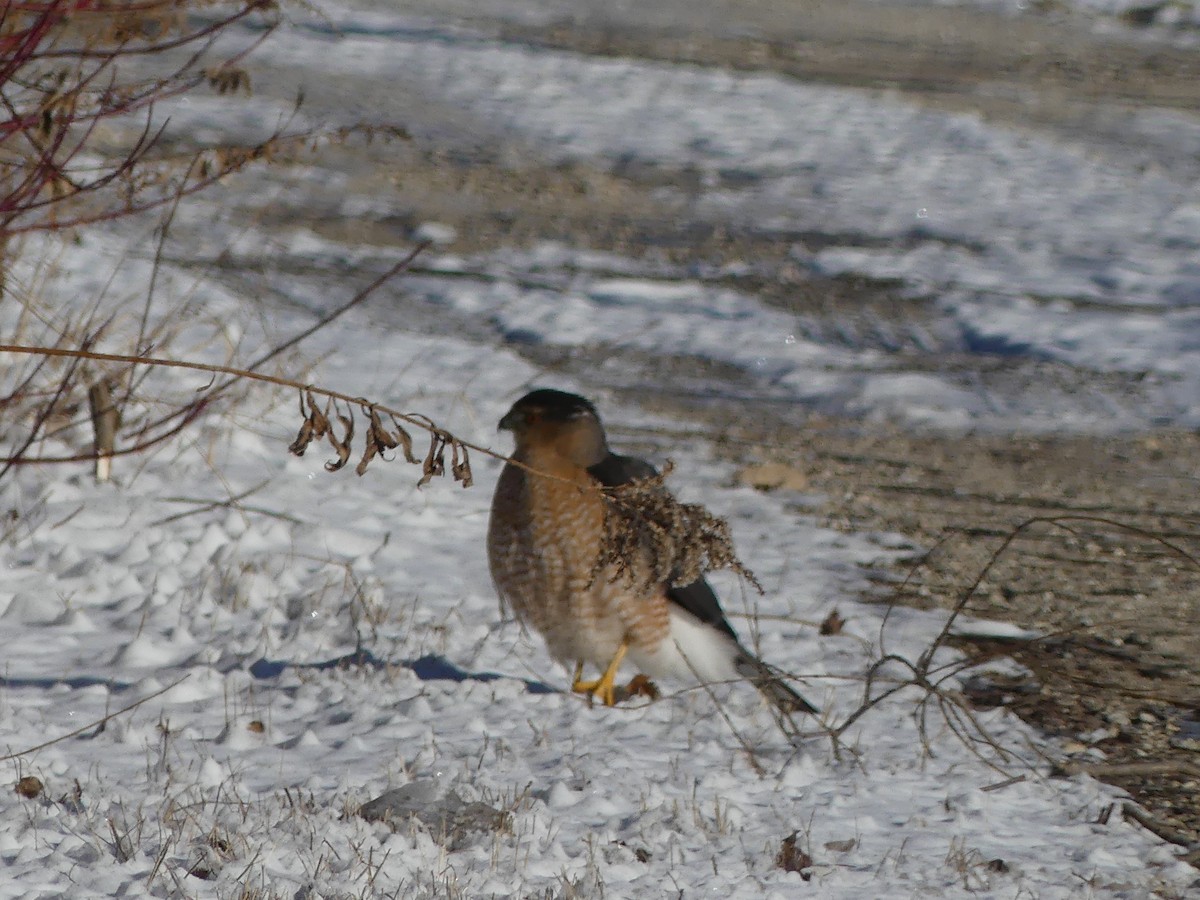 Cooper's Hawk - ML648947484