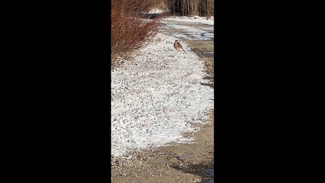 Cooper's Hawk - ML648947486
