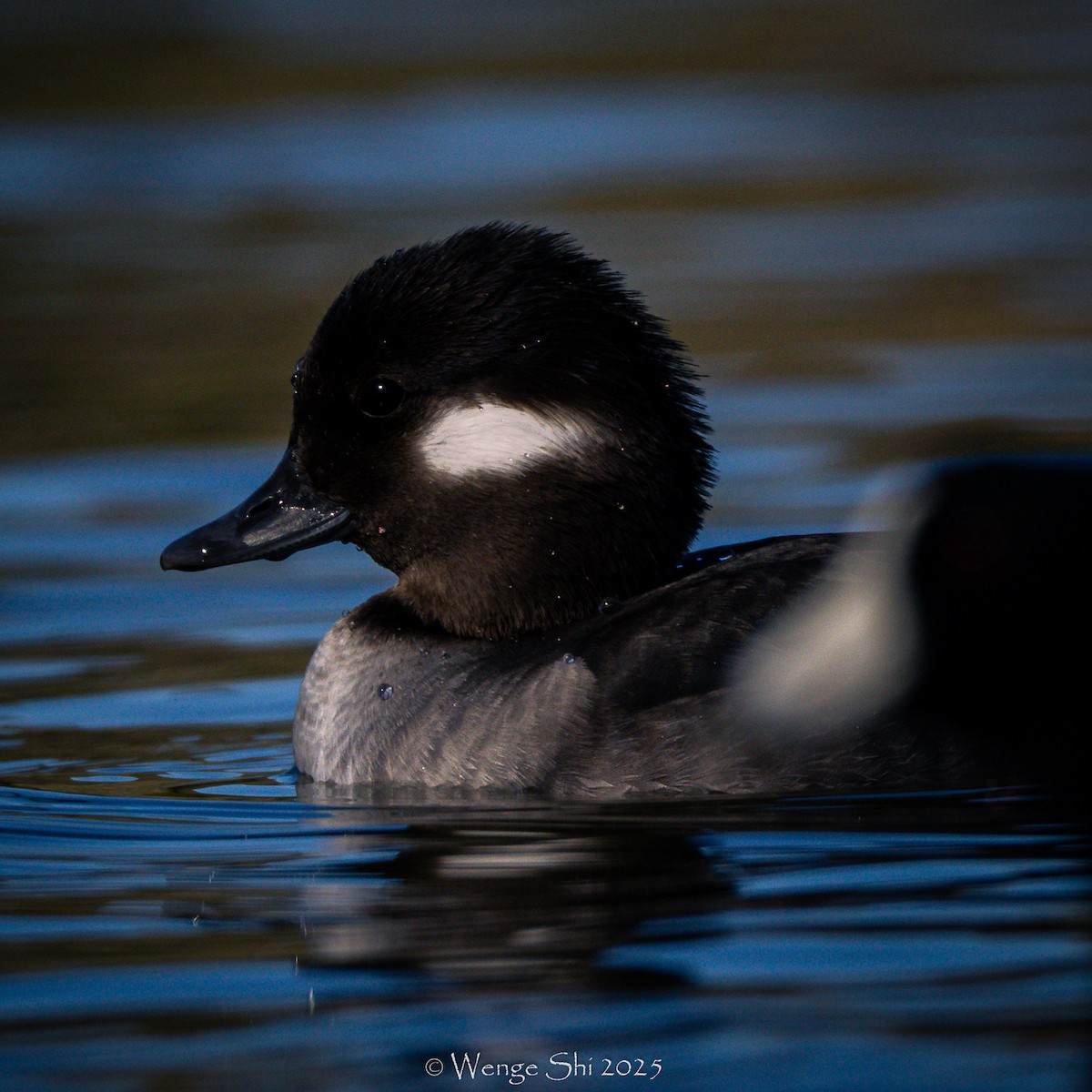 Bufflehead - ML648947487