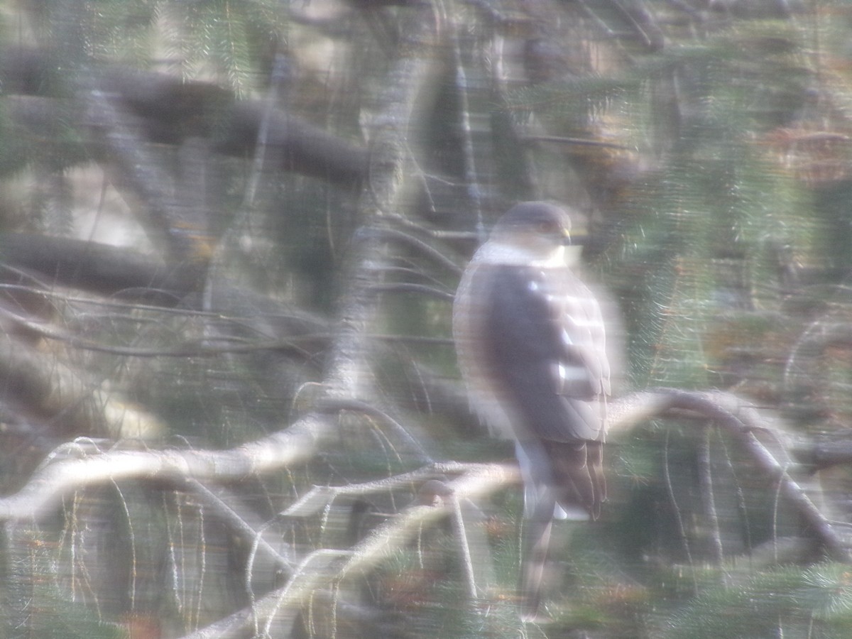 Sharp-shinned Hawk - ML648947488
