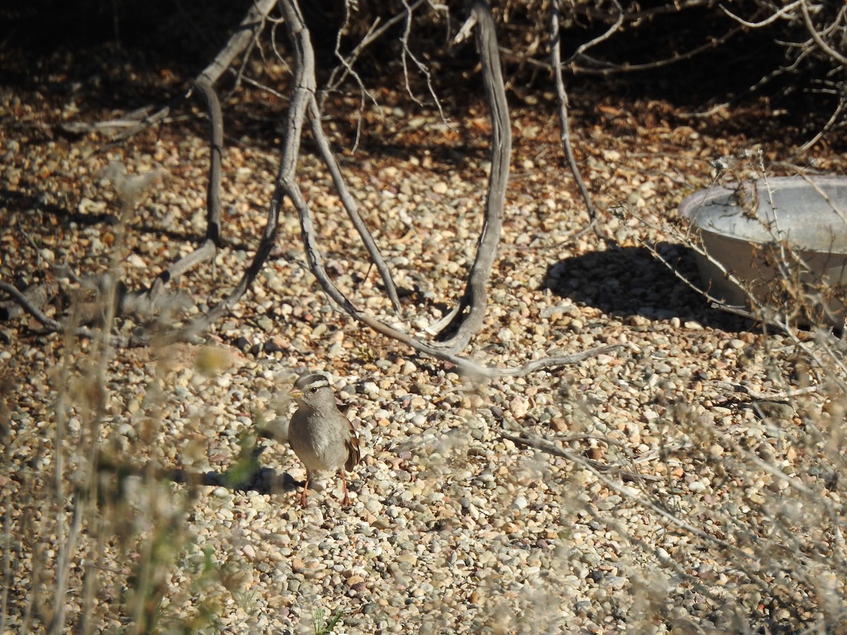 White-crowned Sparrow - ML648947489