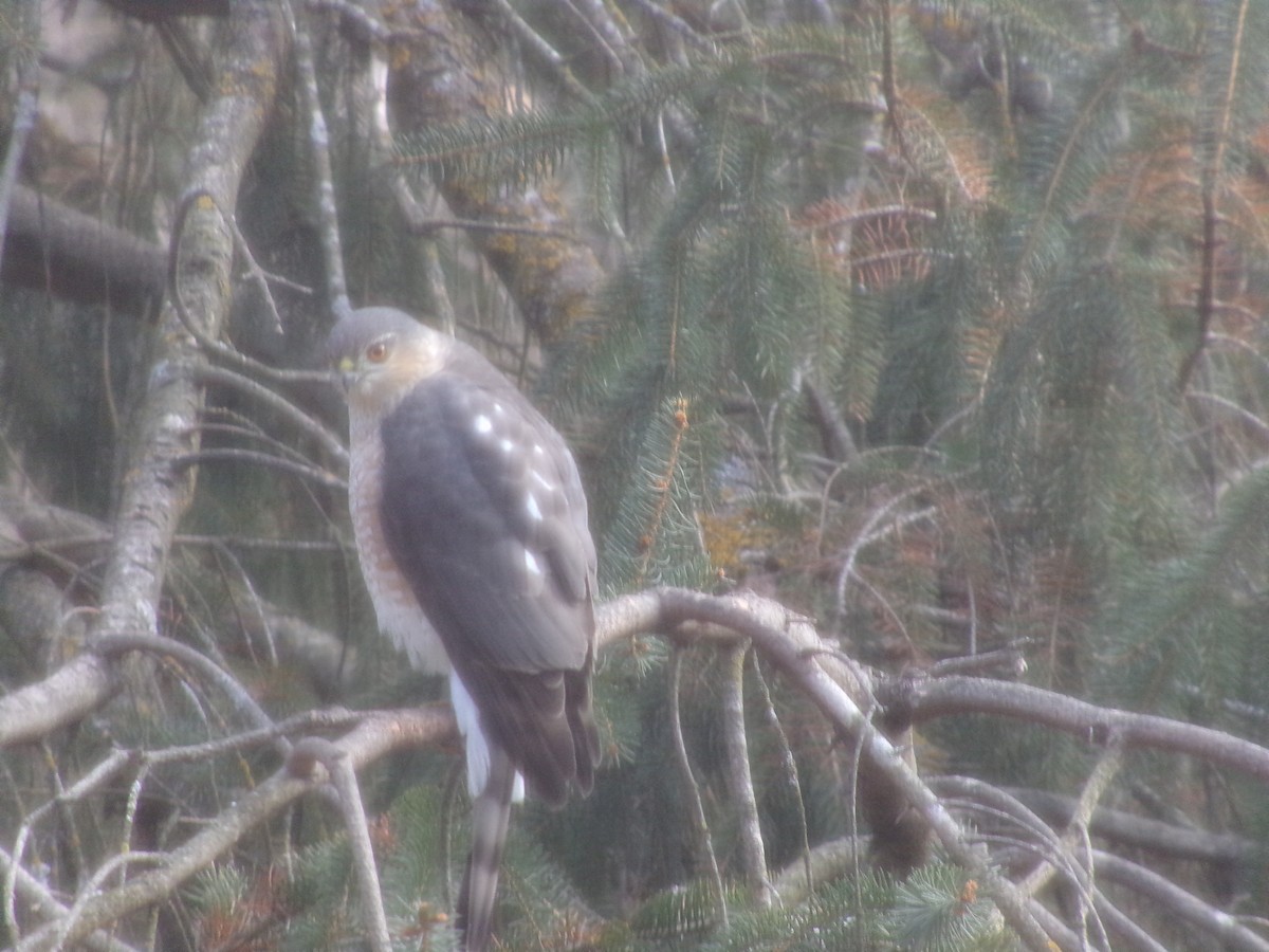 Sharp-shinned Hawk - ML648947490
