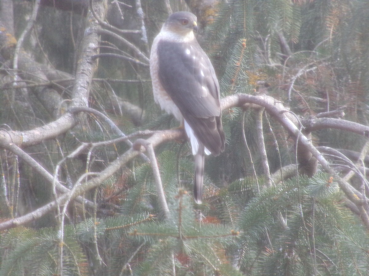 Sharp-shinned Hawk - ML648947491