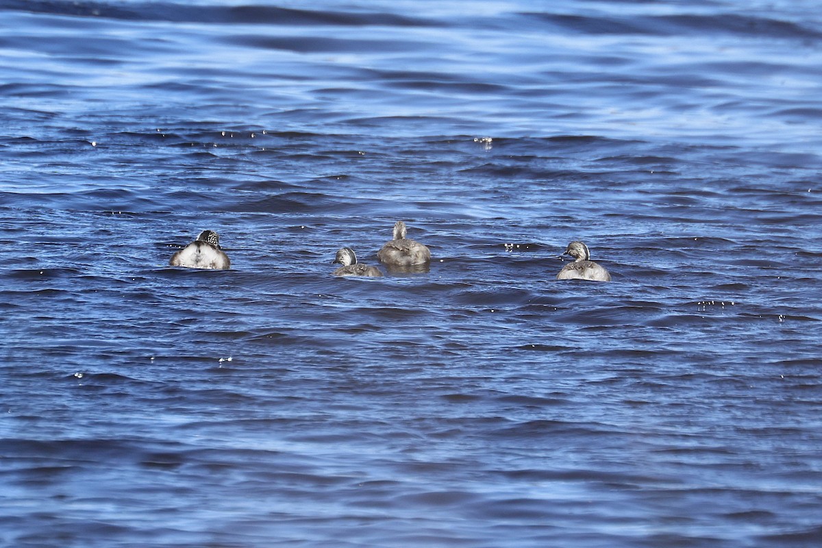 Hoary-headed Grebe - ML648947492