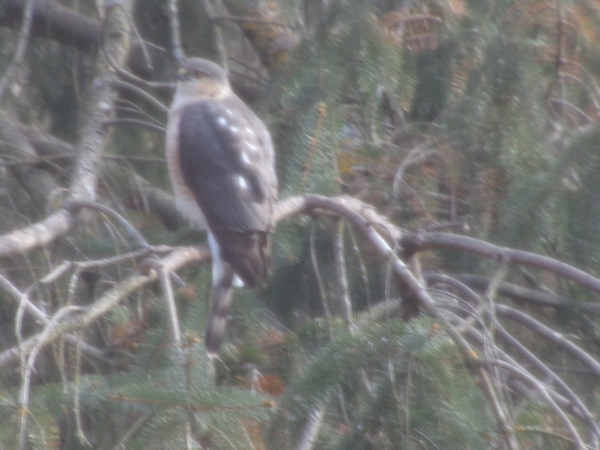 Sharp-shinned Hawk - ML648947493