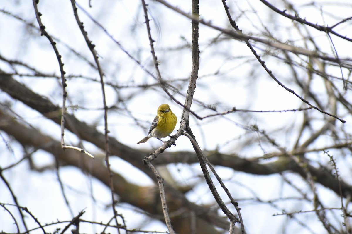 Pine Warbler - ML648947496