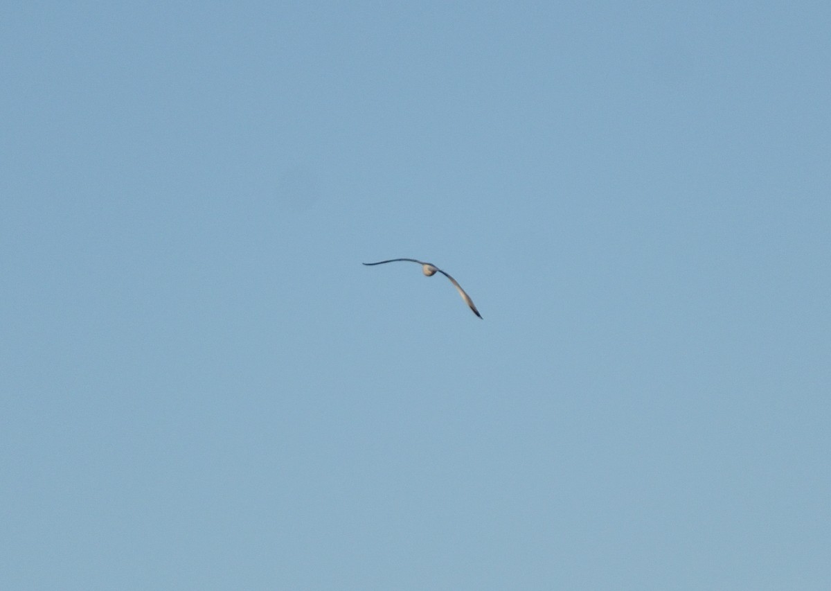 Northern Harrier - ML648947497