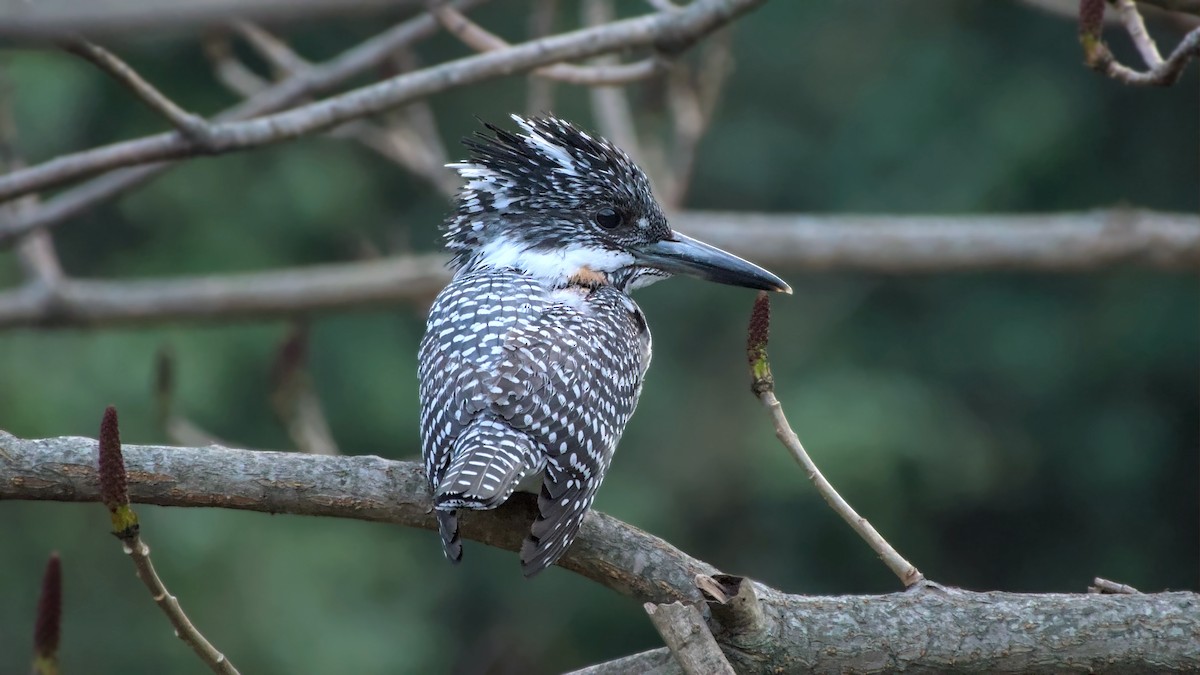 Crested Kingfisher - ML648947498