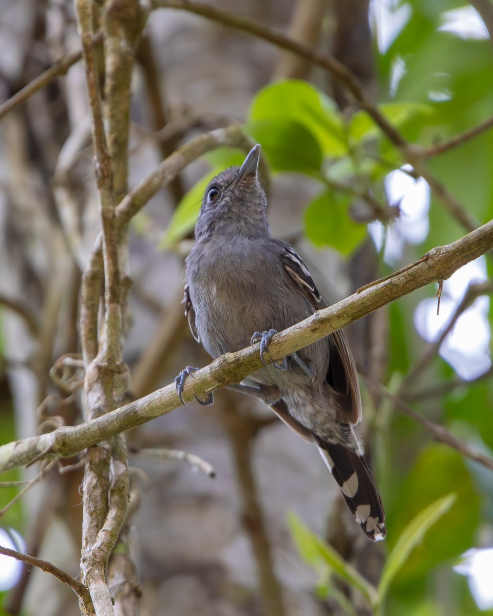 Variable Antshrike - ML648947499