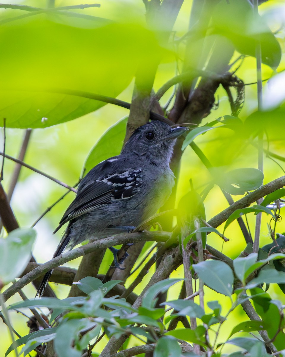 Variable Antshrike - ML648947500