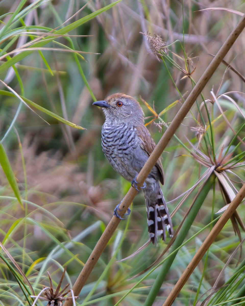 Rufous-capped Antshrike - ML648947502