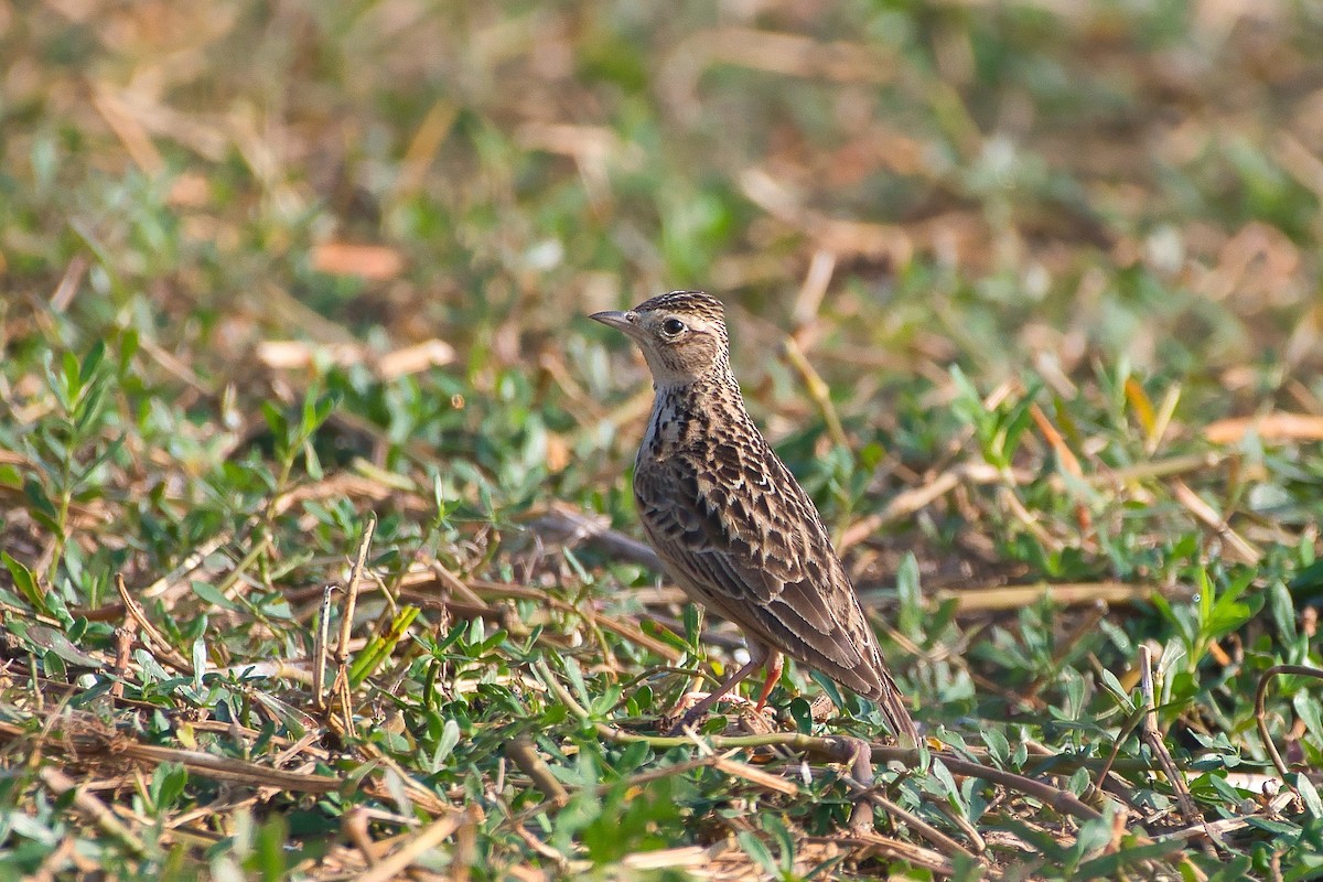 Oriental Skylark - ML648947504
