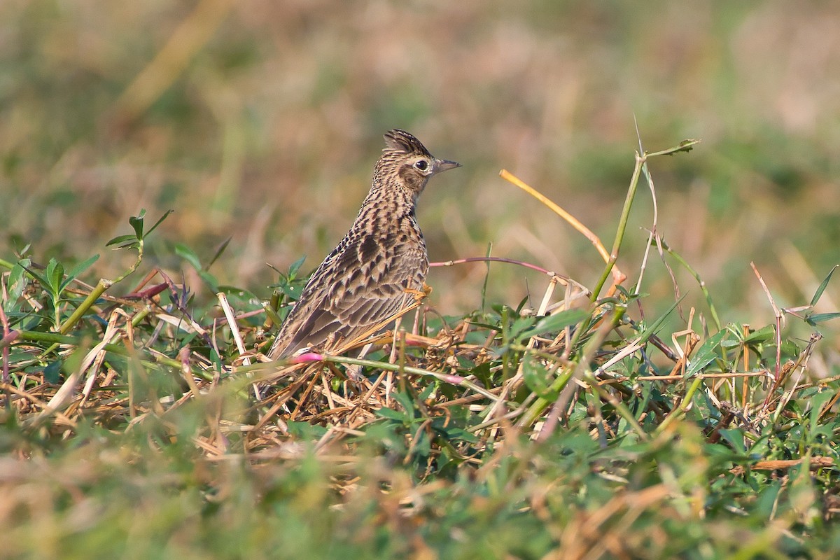 Oriental Skylark - ML648947505